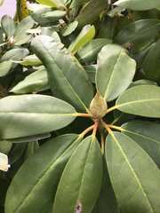 Rhododendron