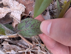 (c) Blake Ross, some rights reserved (CC BY) Hieracium maculatum, photograph (c) Blake Ross, some rights reserved (CC BY)