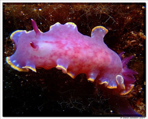 Felimida purpurea (Risso, 1831)