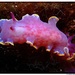 Nudibranquio Rosado - Photo (c) David Salvatori, algunos derechos reservados (CC BY-NC-ND)