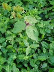 Trillium viridescens