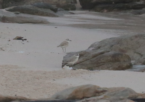 iNaturalist image