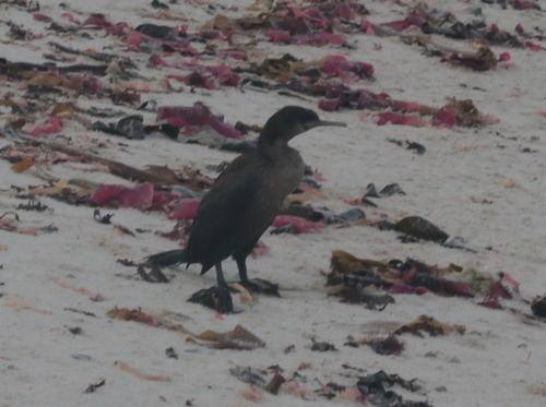 iNaturalist image