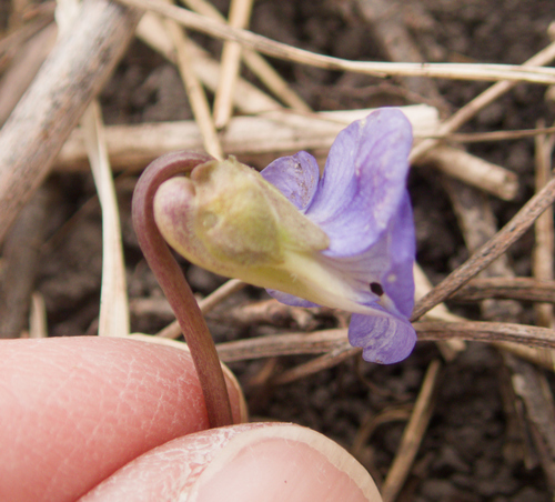 Viola septentrionalis, photograph 6