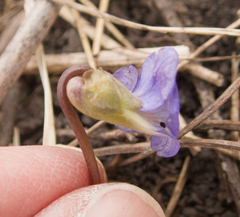 Viola septentrionalis, photograph (c) Mary Krieger, some rights reserved (CC BY)