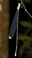 Microstigma
