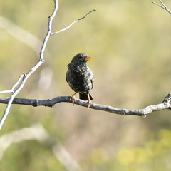 Rhopospina carbonaria