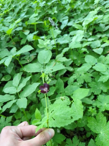 Dusky Crane's-bill