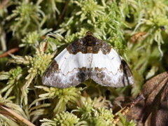 Mesoleuca albicillata