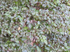 Carpinus turczaninovii