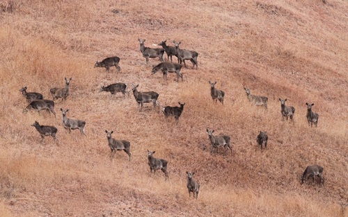 Central Asian Red Deer