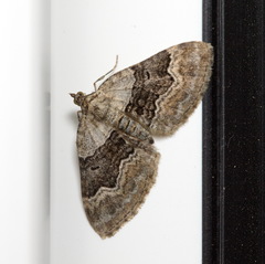 Xanthorhoe quadrifasiata