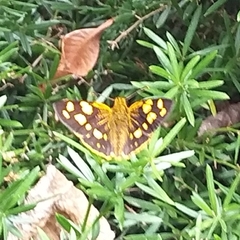 Metisella metis