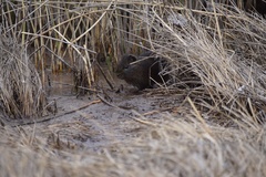 Cavia