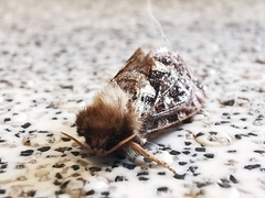 Korscheltellus fusconebulosa