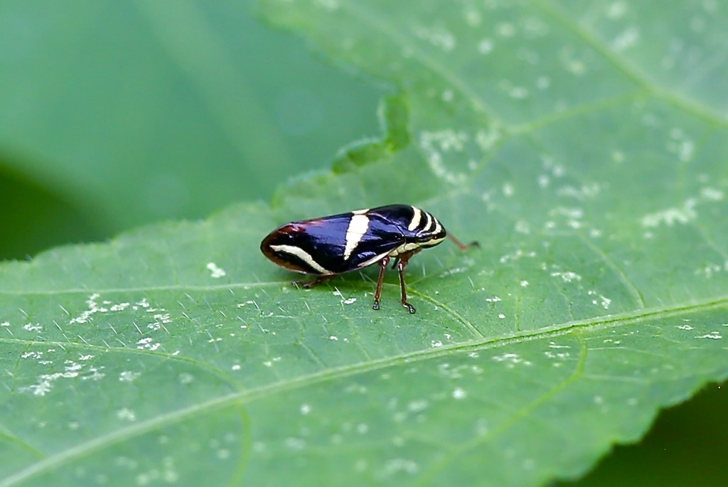 Perinoia birarensis