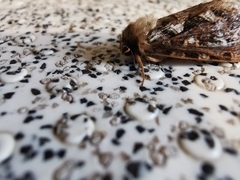 Korscheltellus fusconebulosa