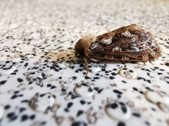 Korscheltellus fusconebulosa