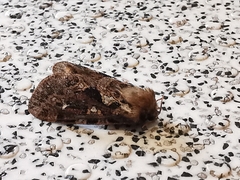 Korscheltellus fusconebulosa