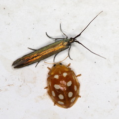 Coleophora deauratella