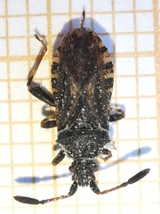 Strobilotoma typhaecornis