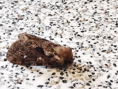 Korscheltellus fusconebulosa