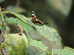 Heliconius eximius