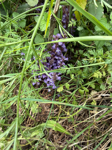 Dwarf Sorrel Broomrape