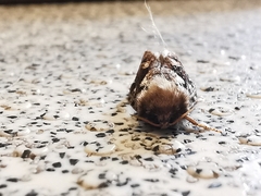 Korscheltellus fusconebulosa