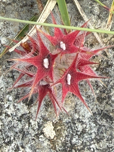 Star Clover