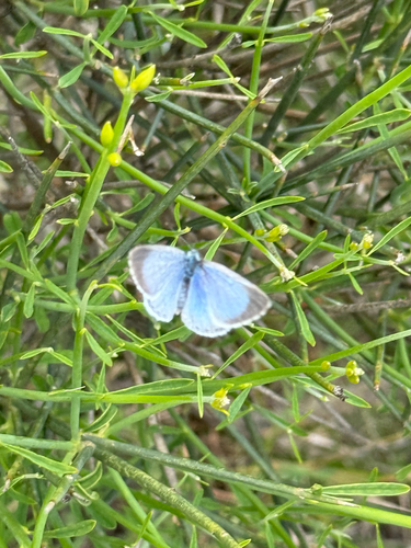 Holly Blue