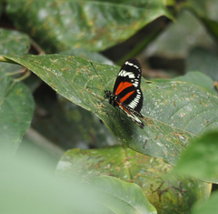 Heliconius eximius