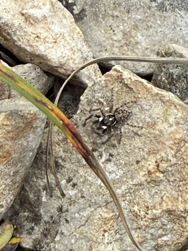 Half-edged Wall Jumping Spider