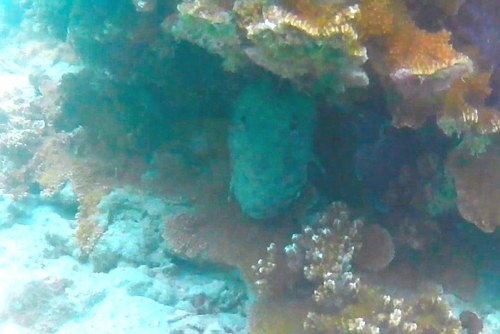 Parribacus antarcticus, 2026-03-27