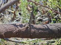 Microlophus occipitalis