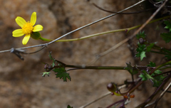 Cineraria lobata