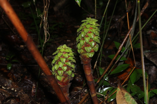 Costus claviger (Costus claviger)
