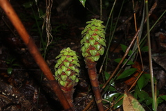 Costus claviger