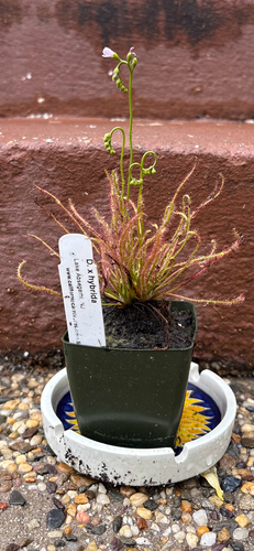 Drosera x obovata Mert. & W.D.J.Koch 2