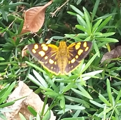 Metisella metis
