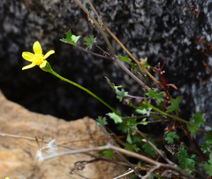 Cineraria lobata