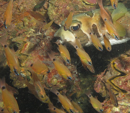 Fleurieu-kardinaalbaars (Ostorhinchus fleurieu) — Apogonidae — 4