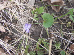 Viola septentrionalis, photograph (c) Mary Krieger, some rights reserved (CC BY)
