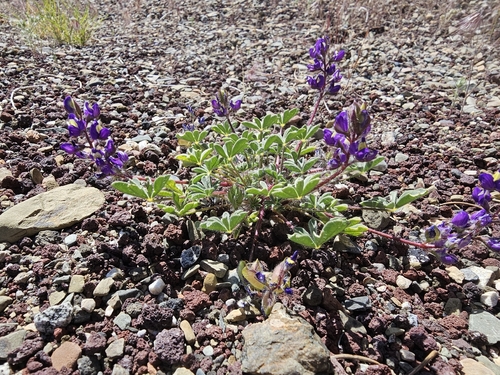 Lupinus flavoculatus, 2026-05-22