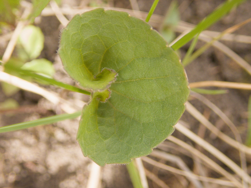 Viola septentrionalis, photograph 4
