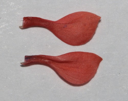 Image of Indigofera porrecta by (c) Brian du Preez, some rights reserved (CC BY-SA)