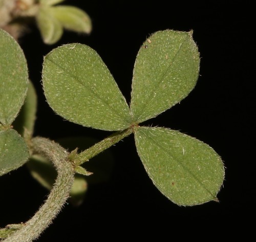 Image of Indigofera porrecta by (c) Brian du Preez, some rights reserved (CC BY-SA)