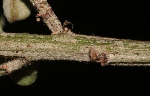 Image of Indigofera porrecta by (c) Brian du Preez, some rights reserved (CC BY-SA)