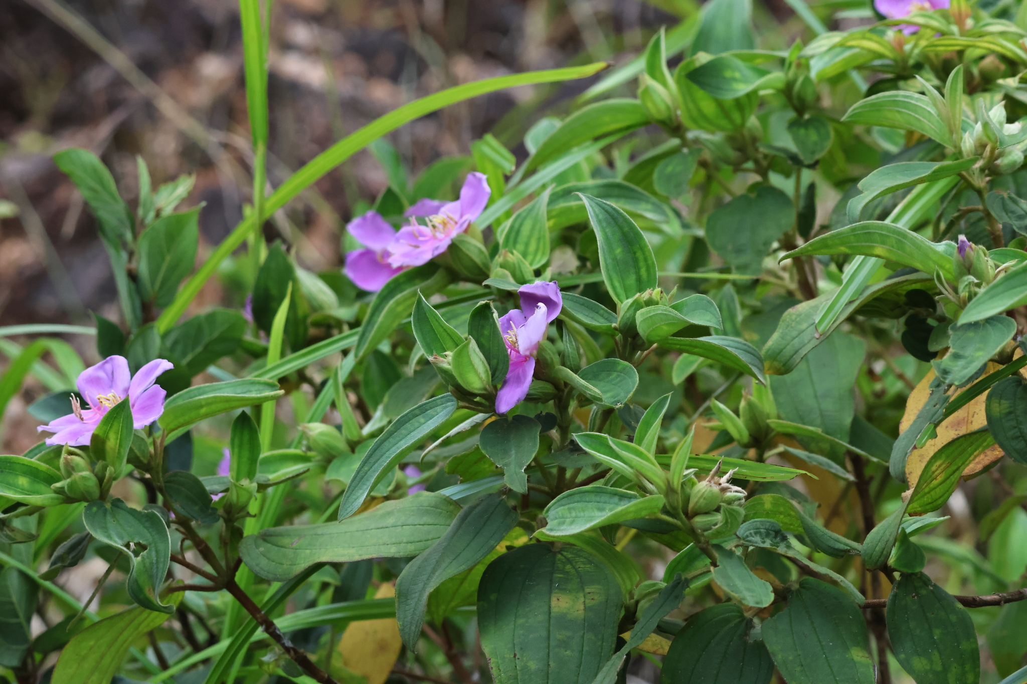 Melastoma malabathricum (Melastoma malabathricum)