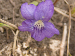 Viola septentrionalis, photograph (c) Mary Krieger, some rights reserved (CC BY)